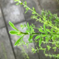 エニシダの画像