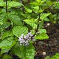 シソ,ホーリーバジル,レモンバジル,タカノツメ,二ホンハッカの画像