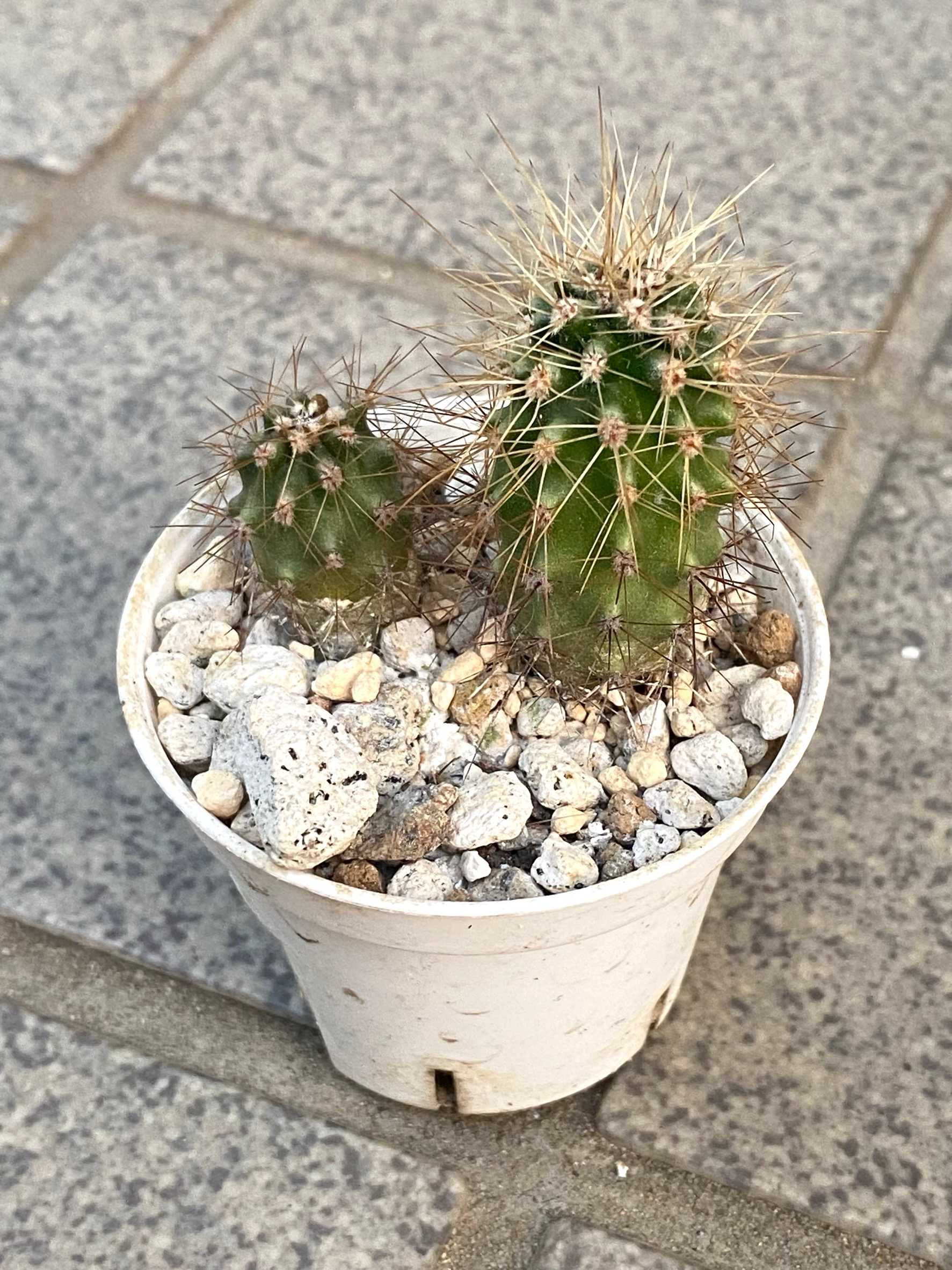 柱サボテンちゃんを種から育てました。(R7.10/1 分)｜🍀GreenSnap