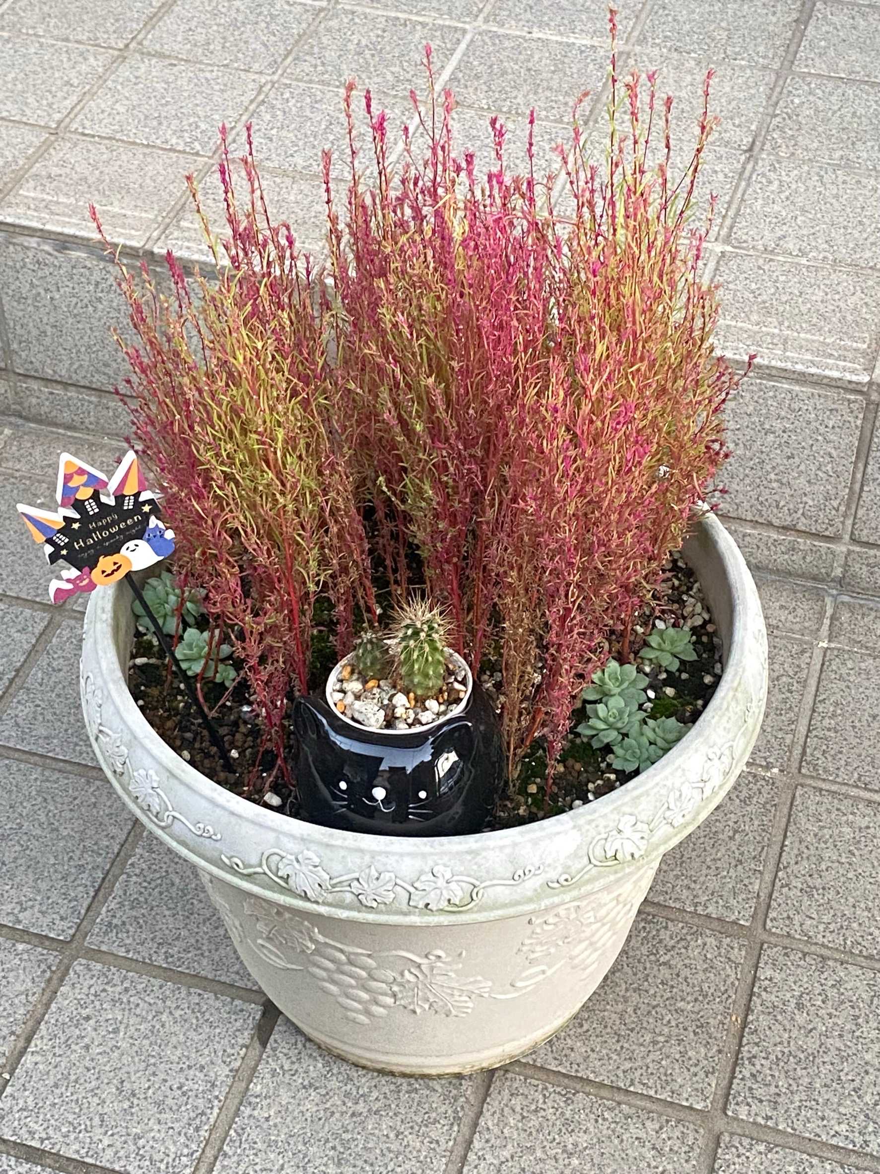 存在さ 重さ 頑丈さ 抜群のテラコッタ巨大カボチャ♡ロウソクタイプ・在庫2つあり 約1.2トンの巨大カボチャ、世界記録に ドイツ 写真14枚 国際ニュース