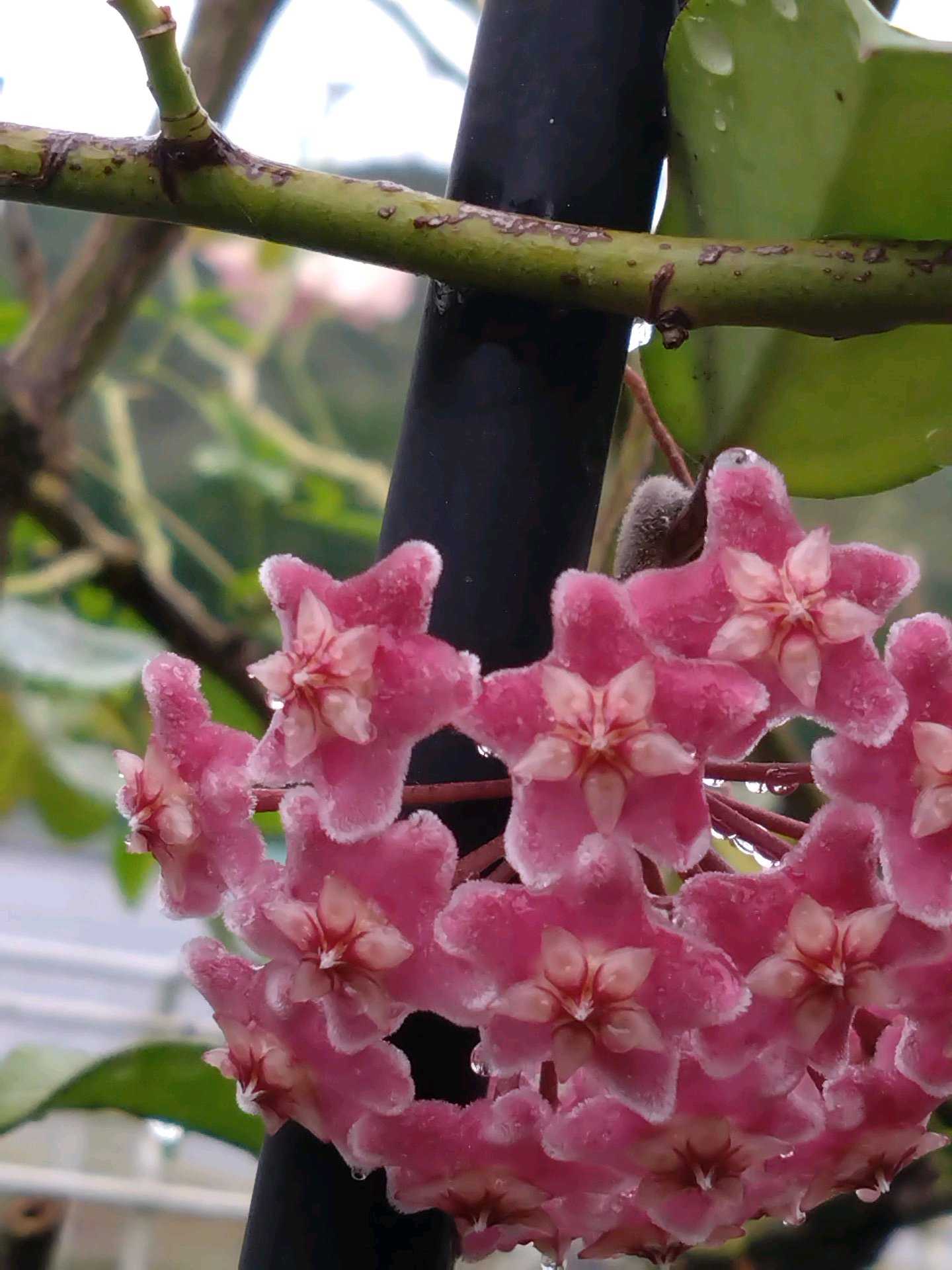 ホヤ プビカリクス ブラックドラゴンの一覧｜🍀GreenSnap（グリーン