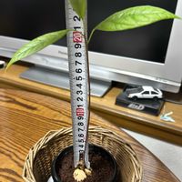 アボカド 水栽培,ミニ観葉,アボカド栽培の画像