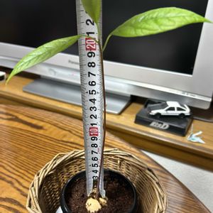 アボカド 水栽培,ミニ観葉,アボカド栽培の画像