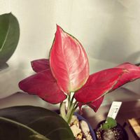 アグラオネマ,アデニウム,メネデール,ツヤツヤ,リビング・ダイニングの画像
