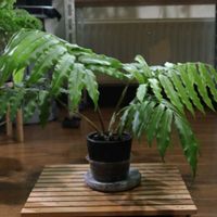 リュウビンタイ,イチョウマメヅタ,ドリナリア属,毎月４日はシダの日の画像