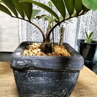 ザミア プミラの画像