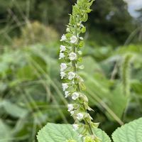 エゴマ,山野草の画像