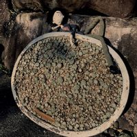 センペル,巻絹,house leek,cobweb,多肉植物の画像