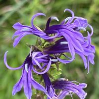 サワギキョウ,美しく青きドヨウ,板橋区赤塚植物園の画像