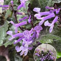 キャットミント,プレクトランサス,ヤブラン,ルリマツリ,ガーデニングの画像