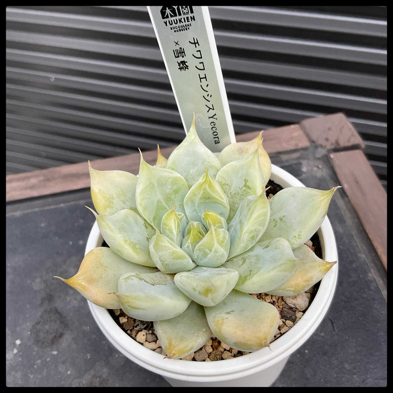 miya苗 チワワエンシスSPR×いろは Miyaさん苗 チワワエンシススペシャルレッド✖いろは なぎ✖Sp.Toluca