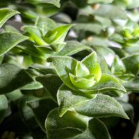 南十字星,多肉植物,クラッスラ属,斑入り好き♡の画像