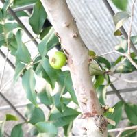 ジャボチカバ,ジャボチカバ,鉢植えの画像