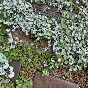 ディコンドラ シルバーフォールズ,ガーデニング,グランドカバー,レンガ,今日の一枚の画像