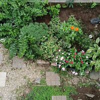 トレニア,ニオイバンマツリ,日々草,ギボウシ（ホスタ）,ジニア（百日草）の画像