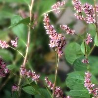 アイ,アイ,ショウジョウソウ,ショウジョウソウ,キバナコスモスの画像