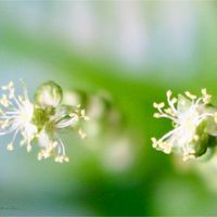 ユウゼンギク,ユウゼンギク,苔(コケ),野紺菊,ヤマアイの画像