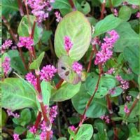 アイ,アイ,フヨウ,フヨウ,ボタンクサギの画像