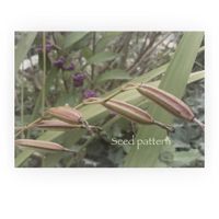 サントリナ,シラン,チューリップ,アロマティカス,葉っぱのある暮らしの画像