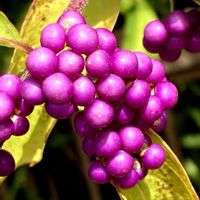 コムラサキ,お出かけ先にての画像