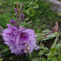 グラジオラス,お出かけ先の画像