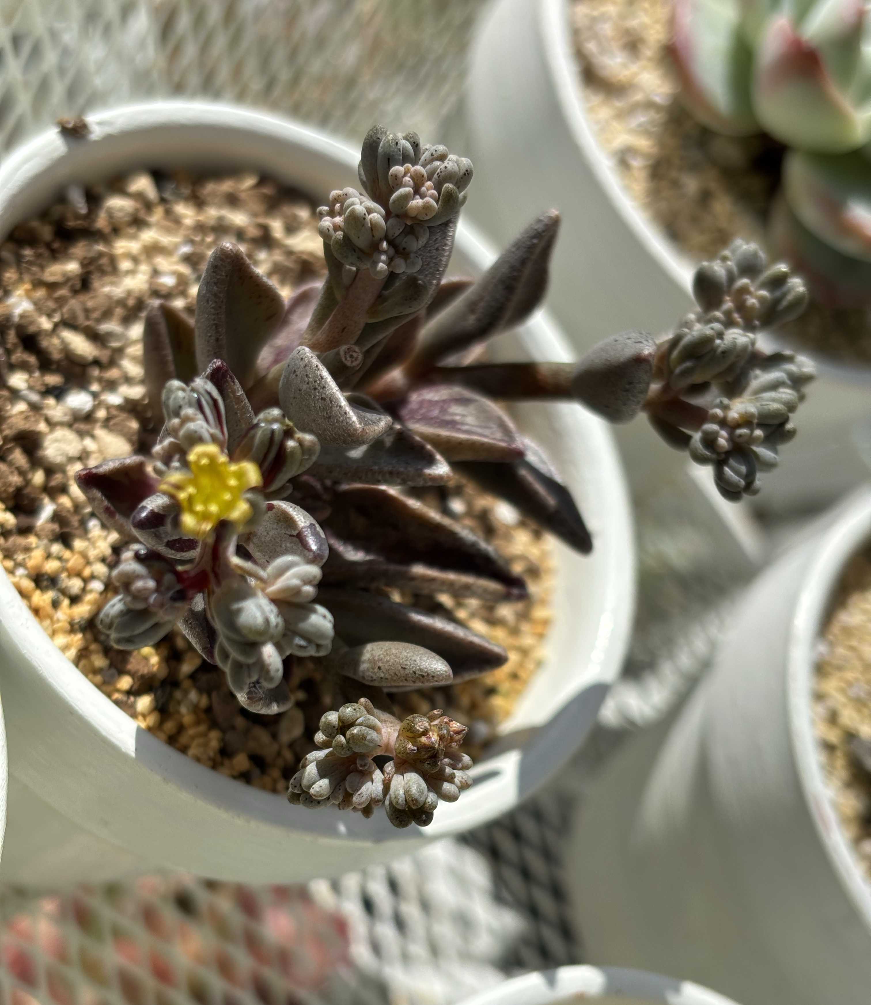 多肉植物 赤と緑のグラデーション*4 赤と緑のグラデーションが美しい！多肉植物の「夕映え」とは