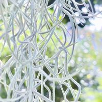ウスネオイデス,チランジア　ウスネオイデス,スパニッシュ・モス,エアプランツ,観葉植物の画像