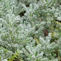 サントリナの画像