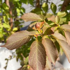 ヒメシャラの画像