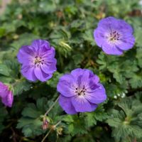 ゲラニウム,花のある暮らし,おうち園芸,小さな庭の画像