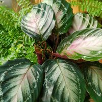 カラテア,カラテア・ホワイトクラウド,観葉植物,熱帯植物,カラテア属の画像