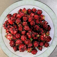 ローゼル,ローゼル460g,実をとる前,種よう&ドライフラワーに,キュンキュン乙女倶楽部の画像