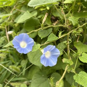 カラタネオガタマ,カラタネオガタマ,マルバアメリカアサガオ,マルバアメリカ朝顔,職場の近くの画像