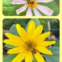 ヒマワリ,百日草,百日草,モロヘイヤ,モロヘイヤの画像