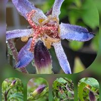 ニラ,ホトトギス,マリーゴールド,セイロンライティア,ポスターの画像