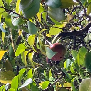 カラタネオガタマの画像