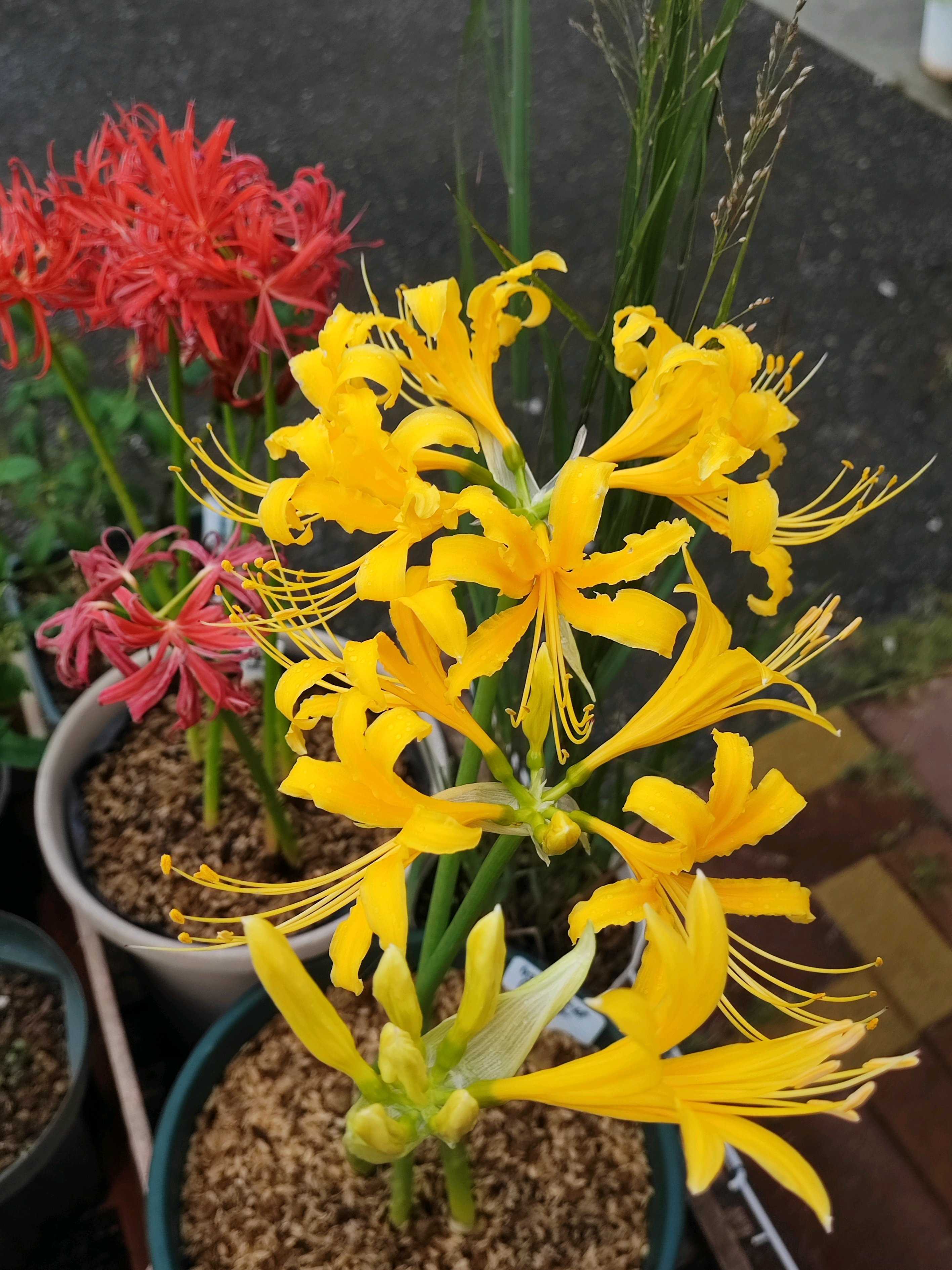 木立ベゴニア アキの一覧｜🍀GreenSnap（グリーンスナップ）