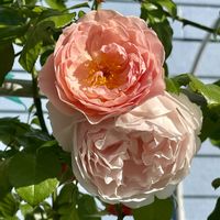 ゼラニウム,フレンチラベンダー,DA ストロベリーヒル,DA ストロベリーヒル,DA ストロベリーヒルの画像