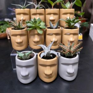 アロエ,多肉,エケベリア,アガベ,アロエ フラミンゴの画像