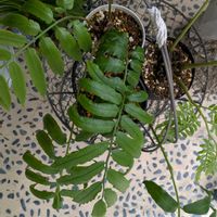 リュウビンタイの画像