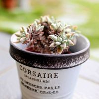 グリーニー,ダドレア グリーニー,多肉植物,ダドレア属,玄関アプローチの画像