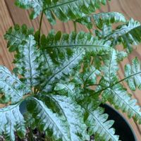 プテリス,アルギレアの画像