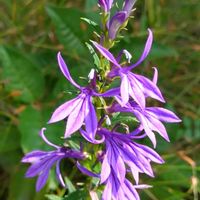 サワギキョウ,沢桔梗,雑草,山野草,野草の画像