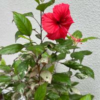 ハイビスカス,センベルビウム,原種シクラメン,原種シクラメン ヘデリフォリウム,斑入りハイビスカスの画像