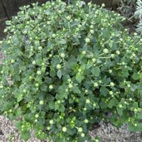 ハツユキカズラ,ホタルブクロ,ローダンセマム,ガーデンマム,ボンザマーガレットの画像