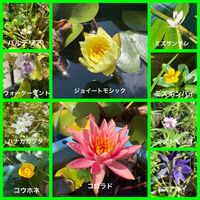 コウホネ,ウォーターミント,ミズアオイ,温帯睡蓮 コロラド,ハナガガブタの画像