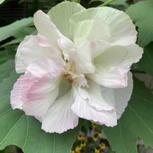 スイフヨウ,スイフヨウ,フヨウ,フヨウ,八重咲き酔芙蓉の画像
