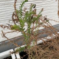 ライスフラワーの画像