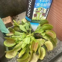 ハエトリソウ,食虫植物 ハエトリソウの画像