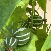 ゴーヤ,トロロアオイ,西洋朝顔＊ヘブンリーブルー,ミョウガ,不知火(デコポン)の画像